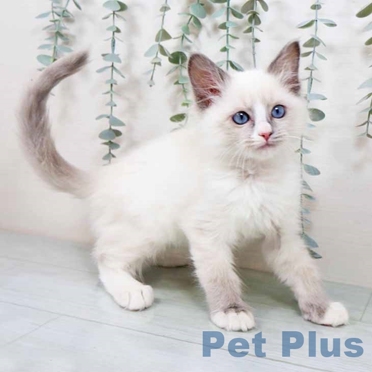 ラグドールの写真2