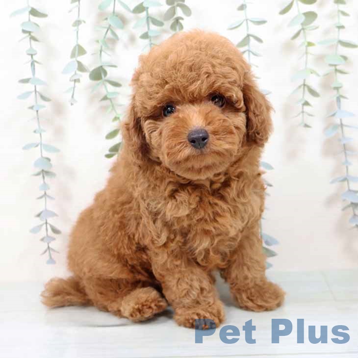 トイ・プードル