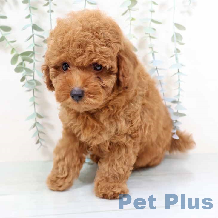 トイ・プードルの写真2