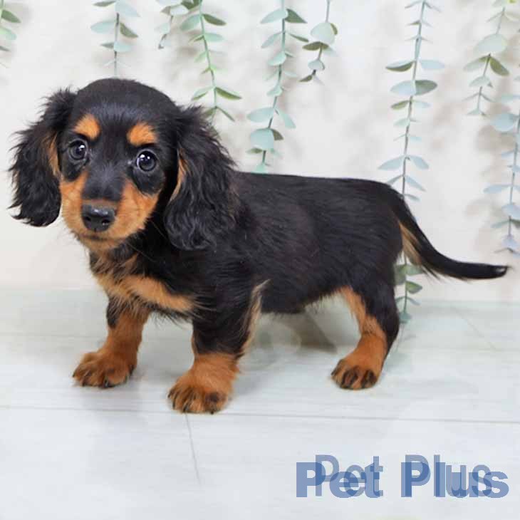 カニーンヘン・ダックスフンドの写真2