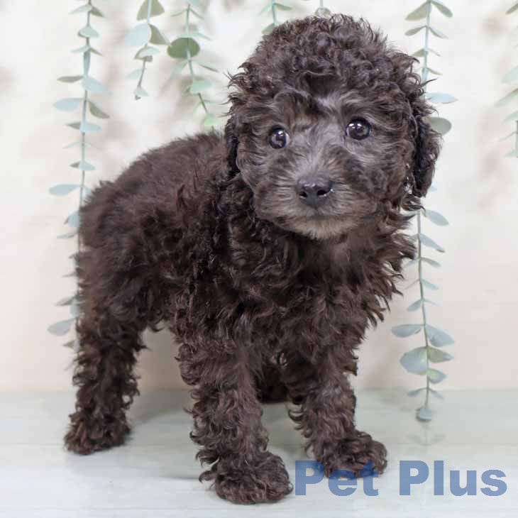 トイ・プードル