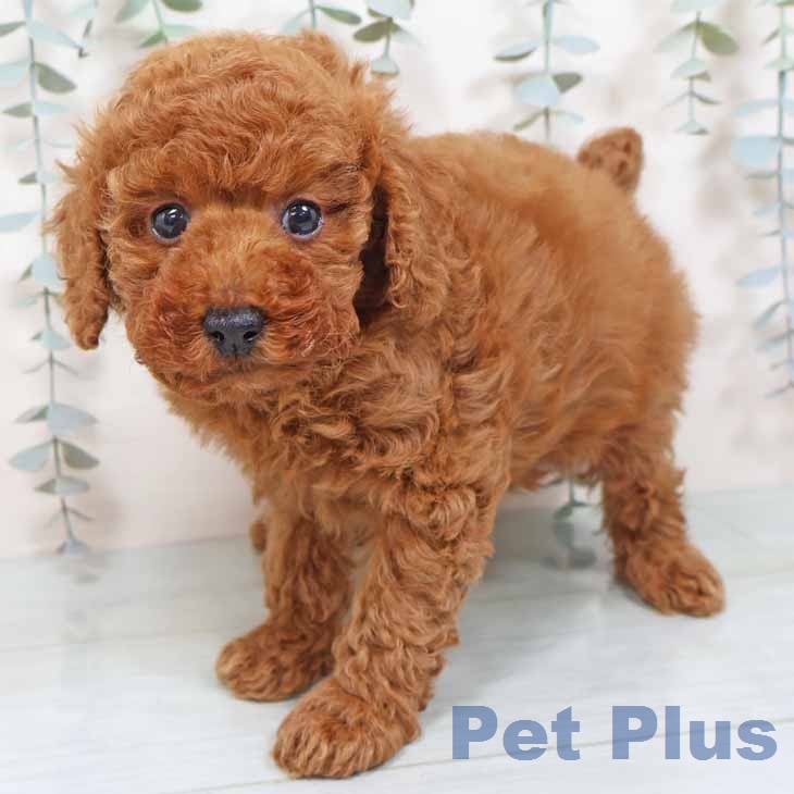 トイ・プードル