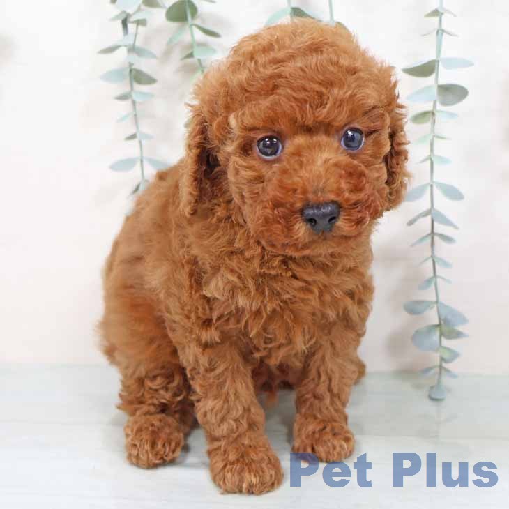 トイ・プードル