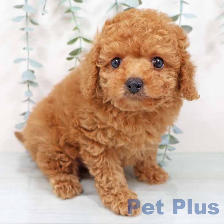 トイ・プードル