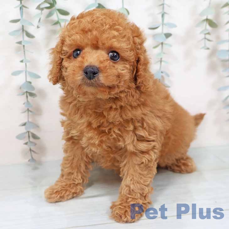 トイ・プードルの写真2