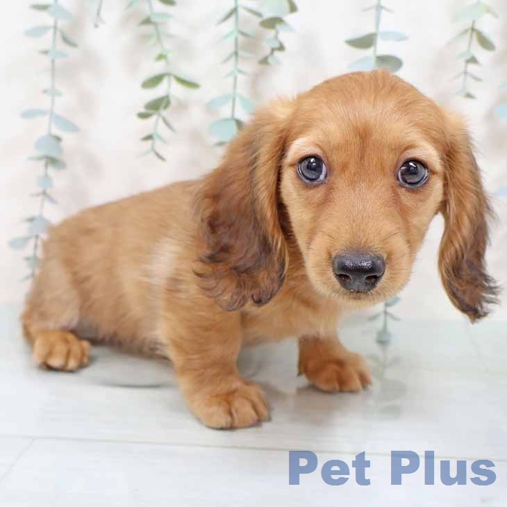 ミニチュア・ダックスフンド