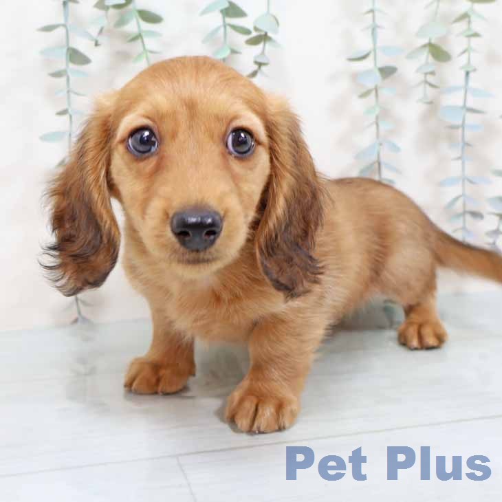 ミニチュア・ダックスフンドの写真2