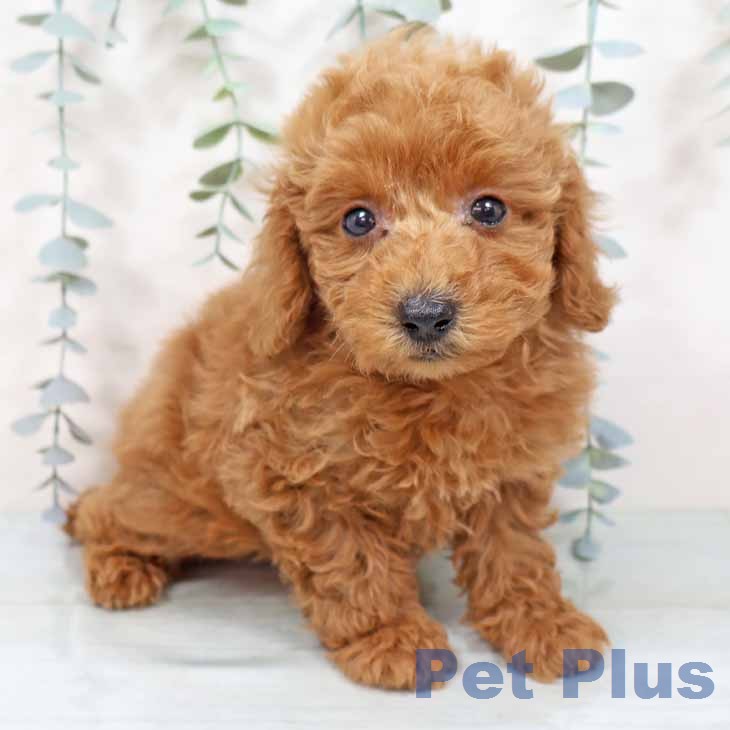 トイ・プードル