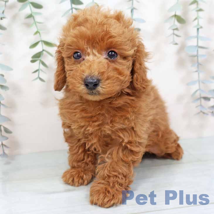 トイ・プードルの写真2