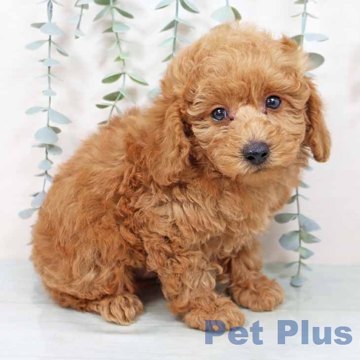 トイ・プードル