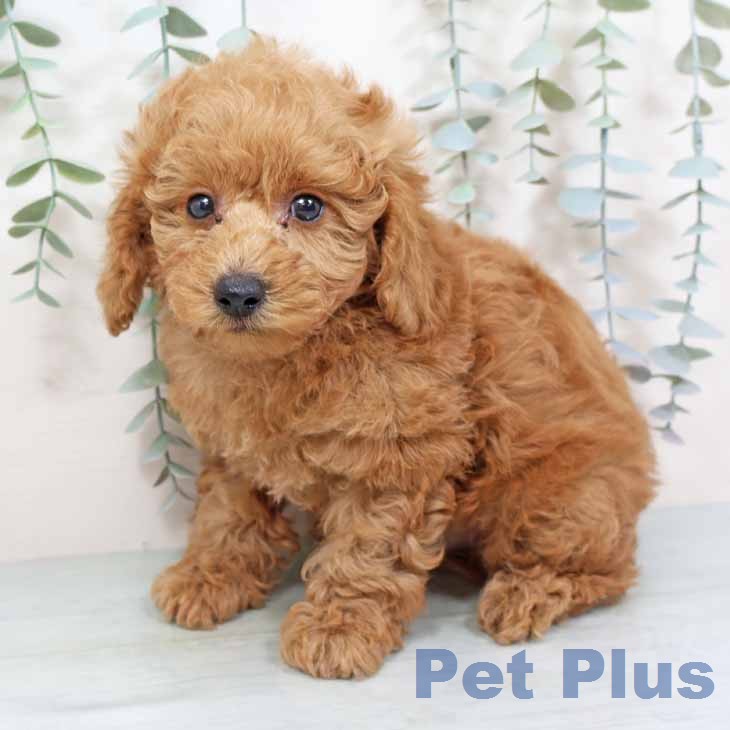 トイ・プードルの写真2