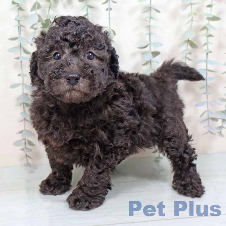 トイ・プードル