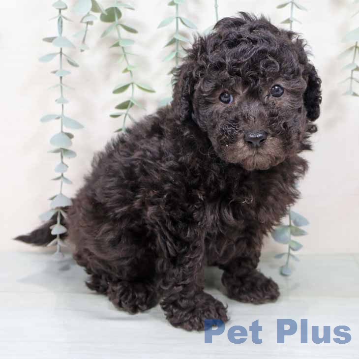 トイ・プードルの写真2