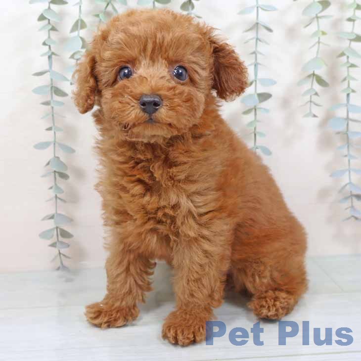 トイ・プードル