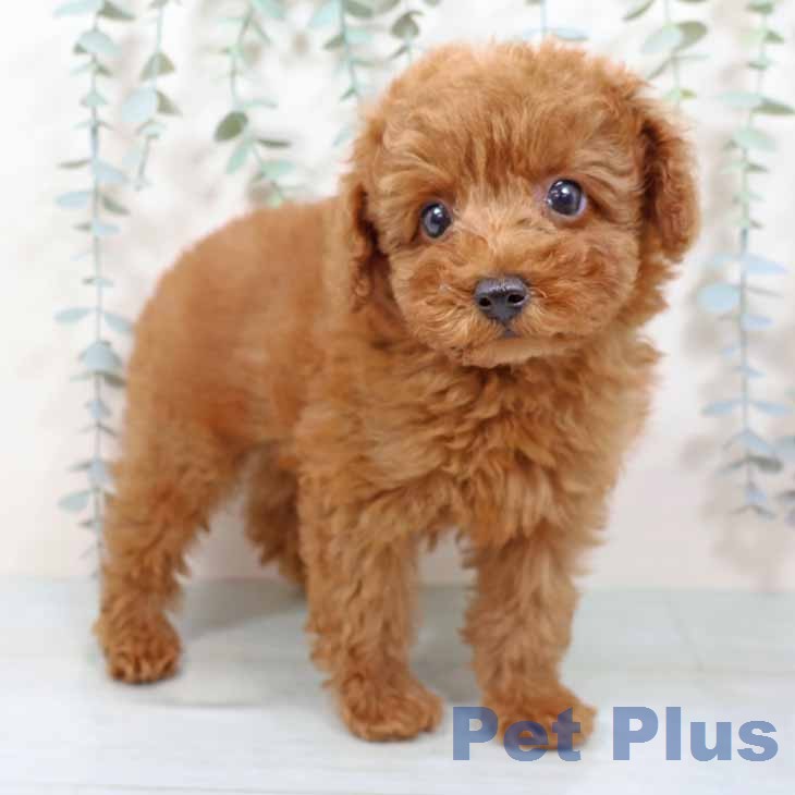 トイ・プードルの写真2