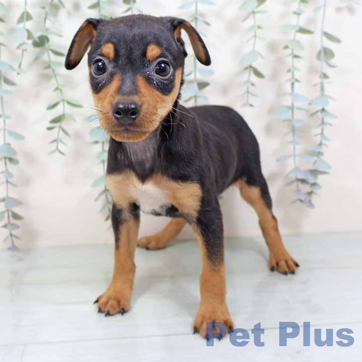 ミニチュア・ピンシャー