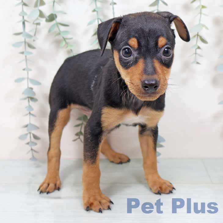 ミニチュア・ピンシャーの写真2