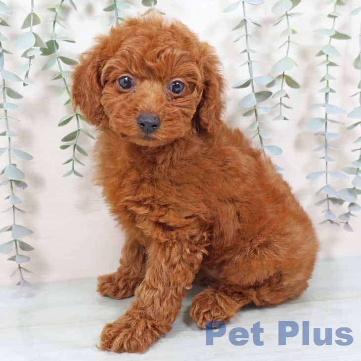 トイ・プードルの写真2