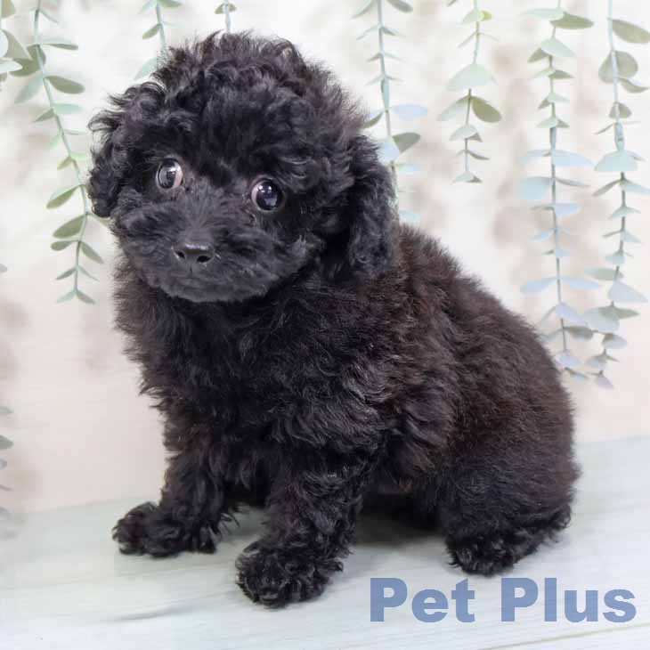 トイ・プードルの写真2