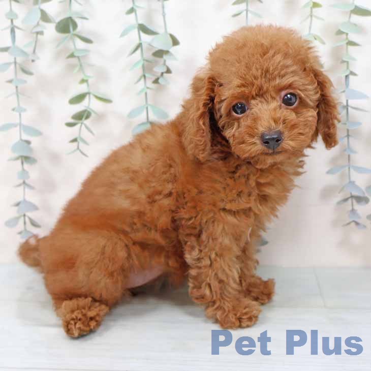 トイ・プードル