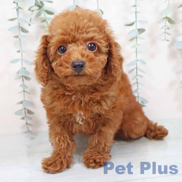 トイ・プードルの写真2