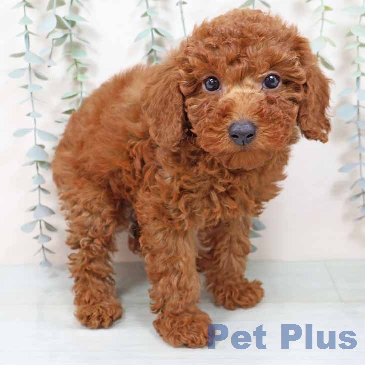 トイ・プードル