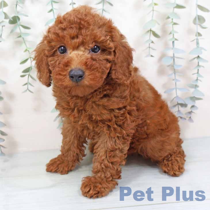 トイ・プードルの写真2