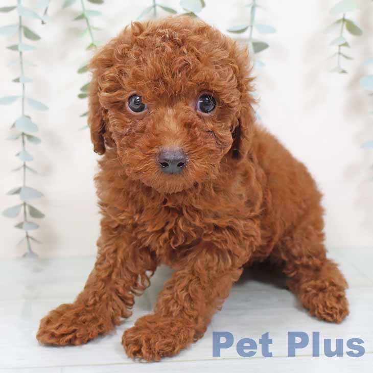 トイ・プードルの写真2