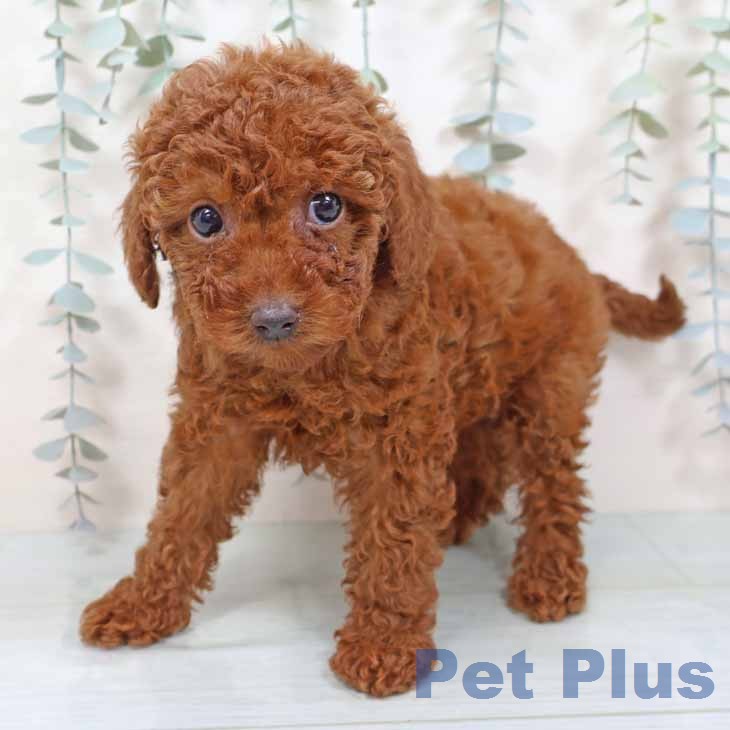 トイ・プードル