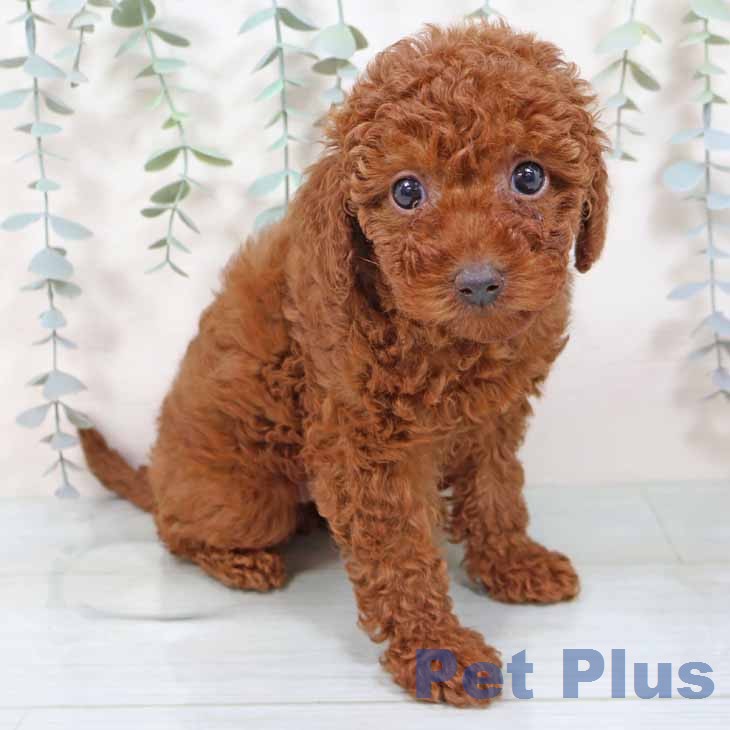 トイ・プードルの写真2