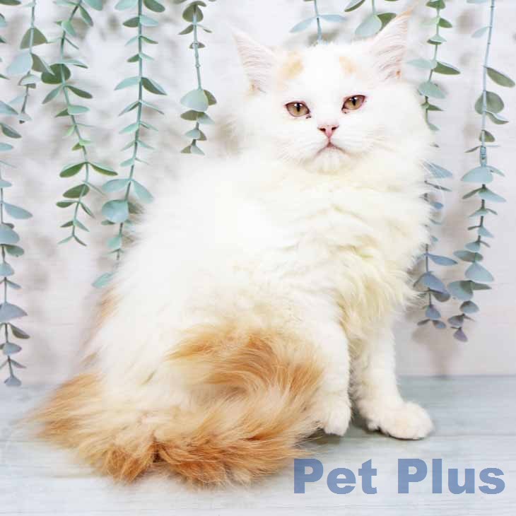 ラガマフィンの写真2