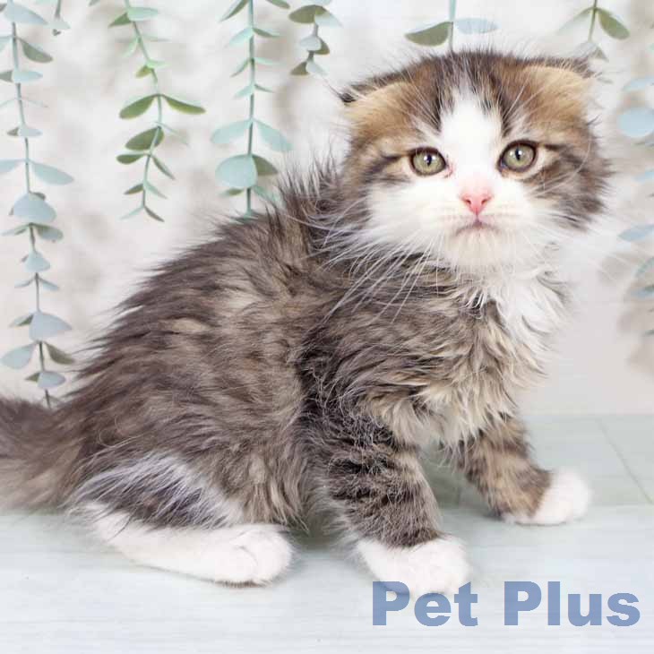 スコティッシュフォールド