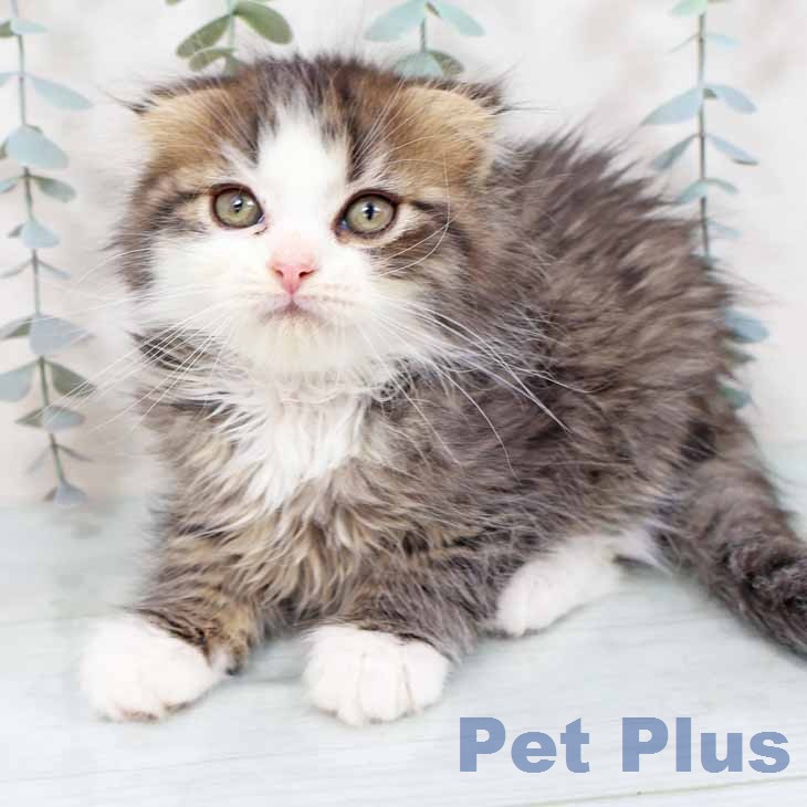 スコティッシュフォールドの写真2