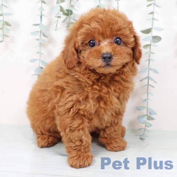 トイ・プードル