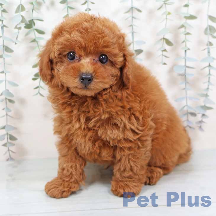 トイ・プードルの写真2