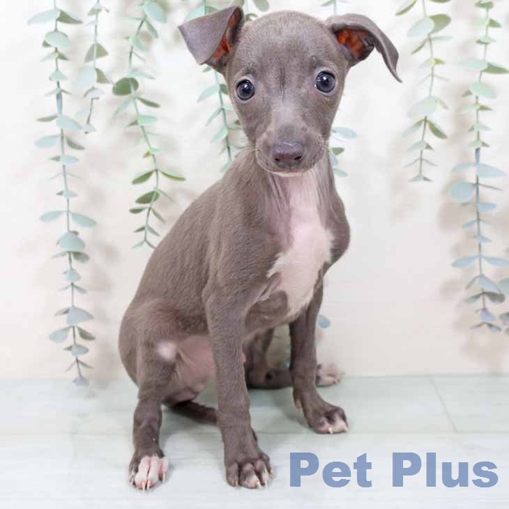 イタリアン・グレーハウンド