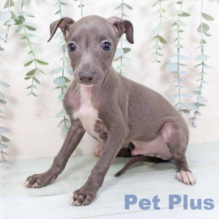 イタリアン・グレーハウンドの写真2