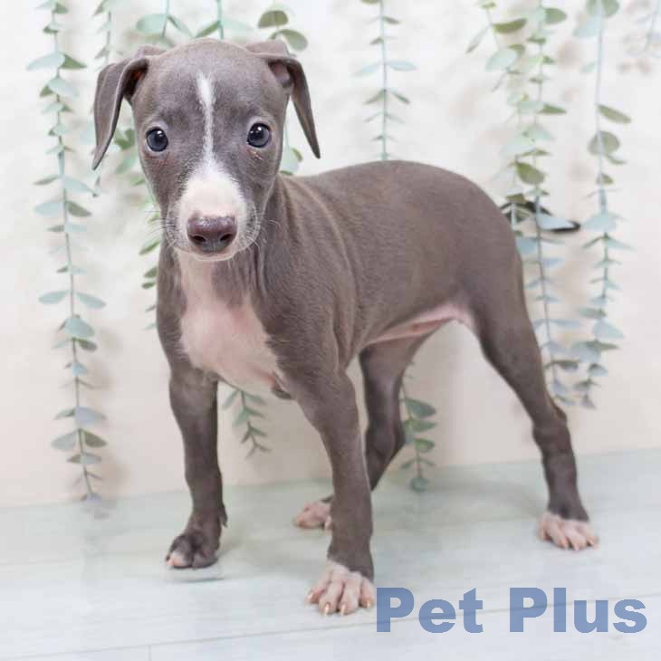 イタリアン・グレーハウンド