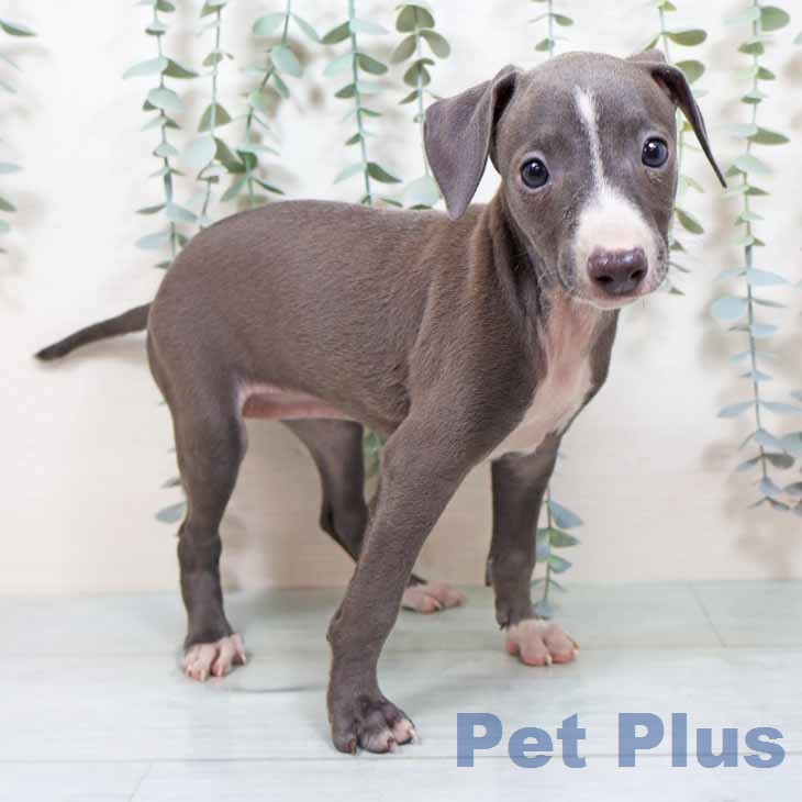 イタリアン・グレーハウンド