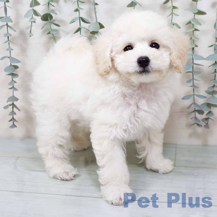 トイ・プードル