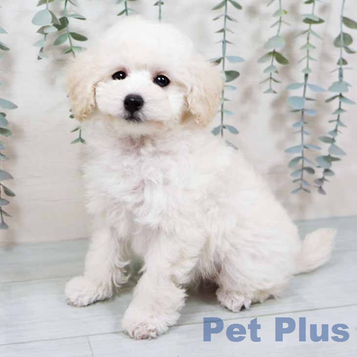 トイ・プードルの写真2