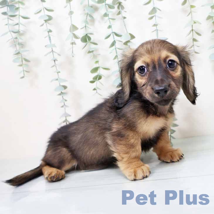 ミニチュア・ダックスフンドの写真2