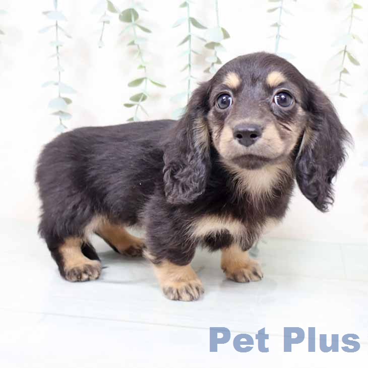 ミニチュア・ダックスフンド