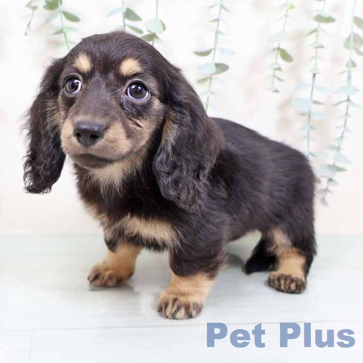 ミニチュア・ダックスフンドの写真2