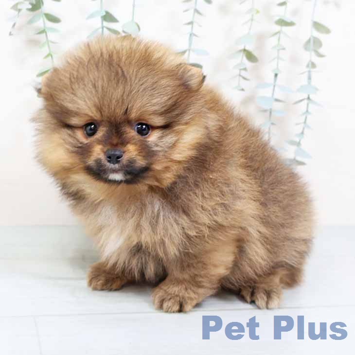 ポメラニアンの写真2