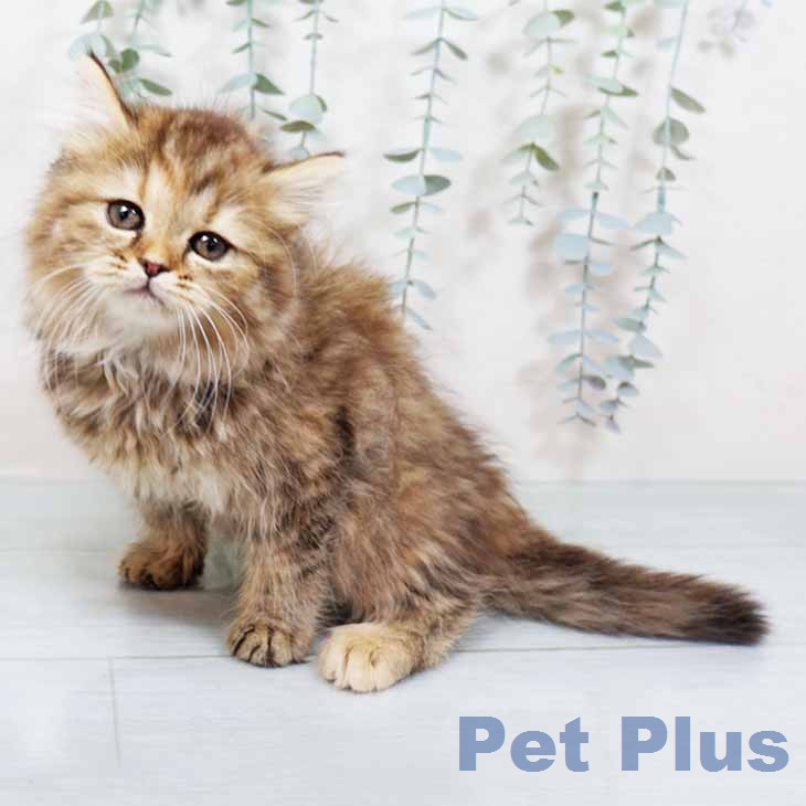 ラガマフィンの写真2