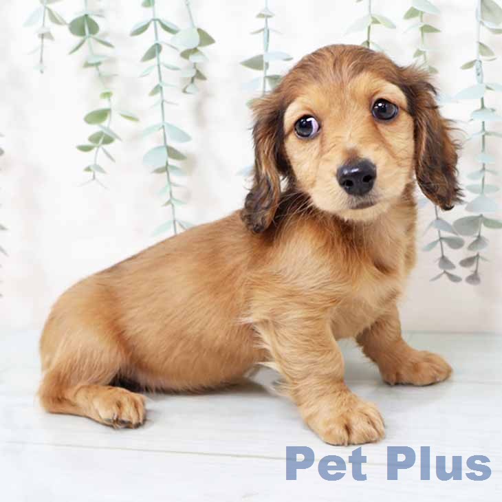 ミニチュア・ダックスフンド