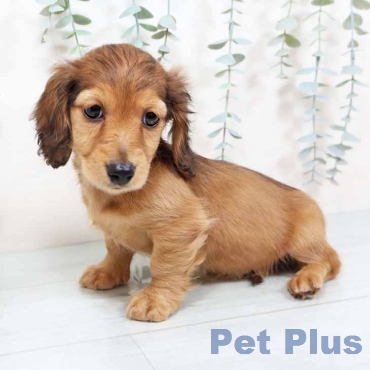 ミニチュア・ダックスフンドの写真2