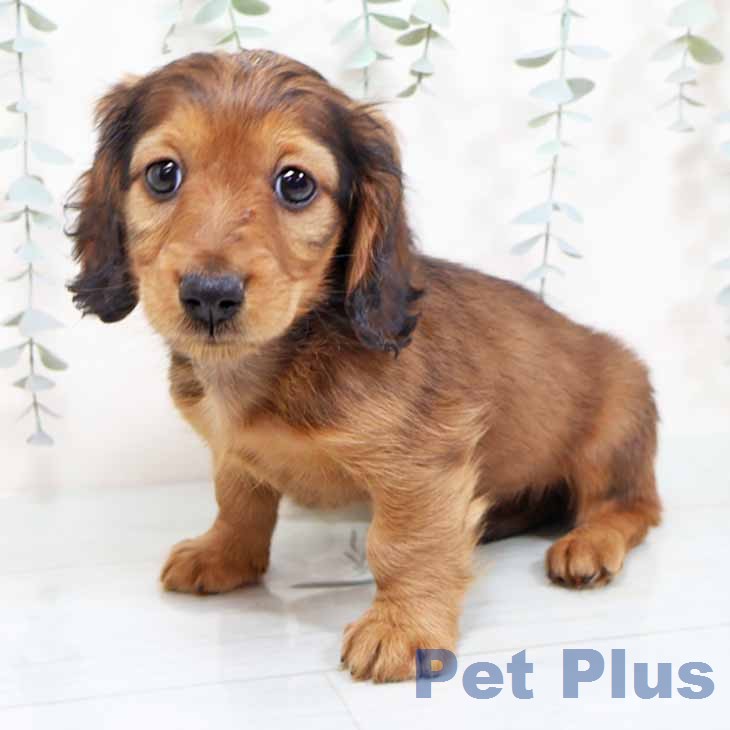 ミニチュア・ダックスフンド