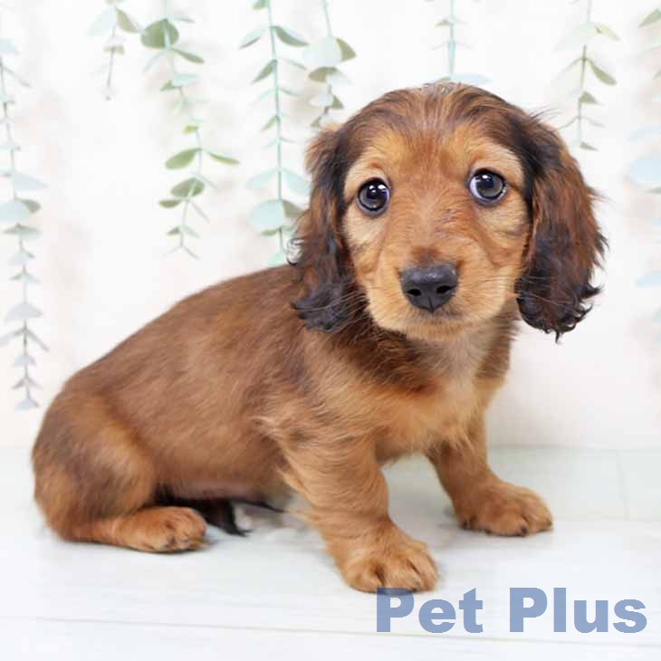 ミニチュア・ダックスフンドの写真2